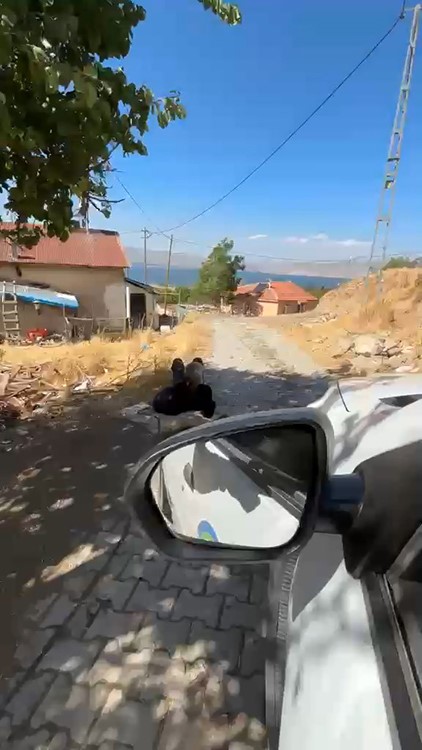 elazig-da-yasli-bir-adam-zincirle-agaca-baglanmis-sekilde-goruntulendi