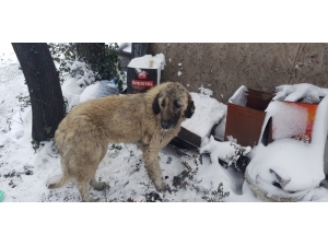 Ormanlık Alana Terk Edilmiş 12 Köpek Donmak Üzereyken Bulundu