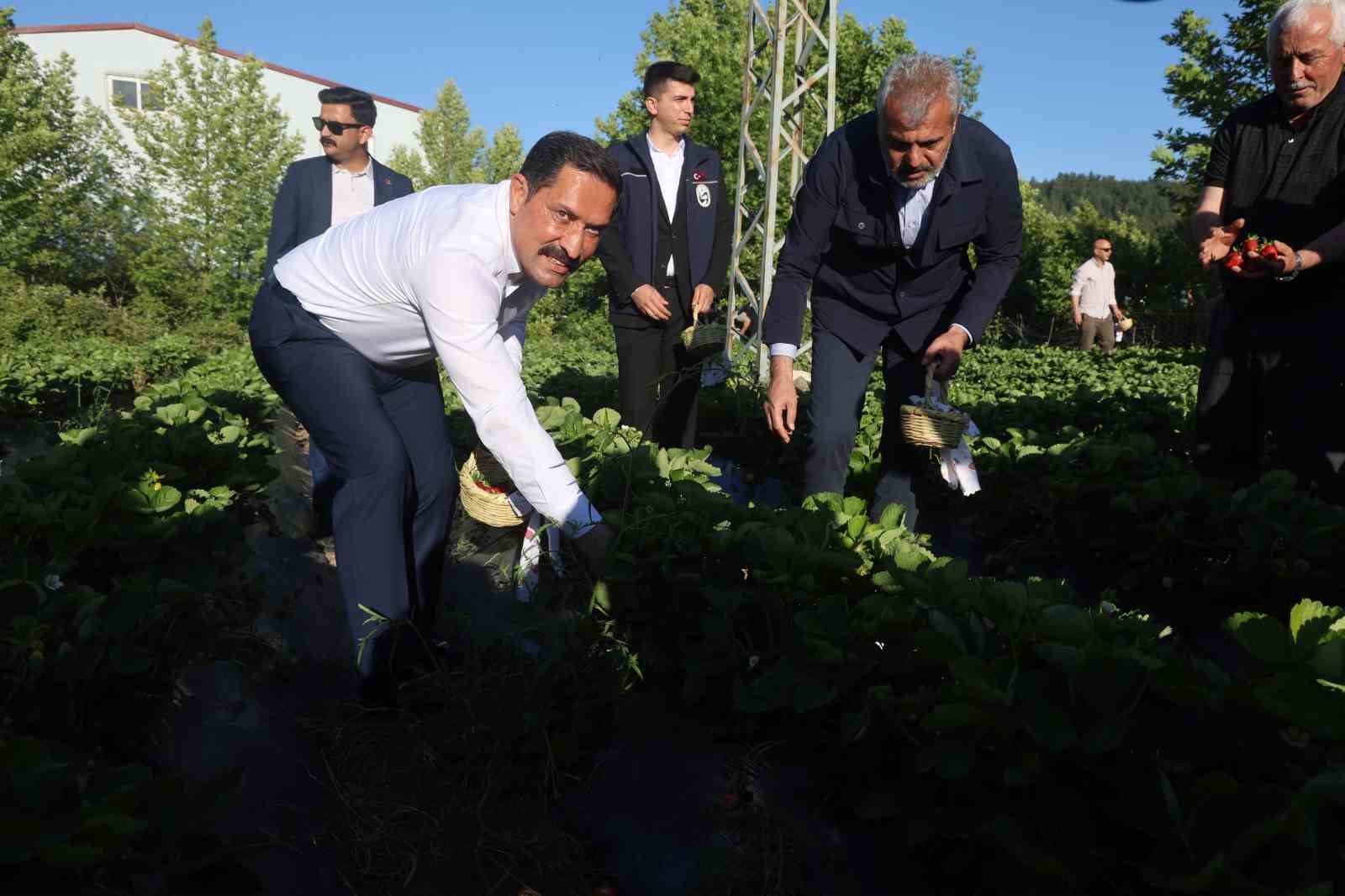 lezzetiyle-damaklarda-tat-birakan-cilekte-10-bin-900-ton-rekolte-bekleniyor