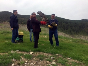 Alanya’da Tedavi Edilen 2 Şahin Doğaya Salındı