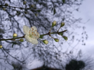 Erik Ağaçları Kışın Çiçek Açtı
