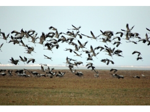 Turnalar, Seyfe Gölünde Kuyruğa Girdi