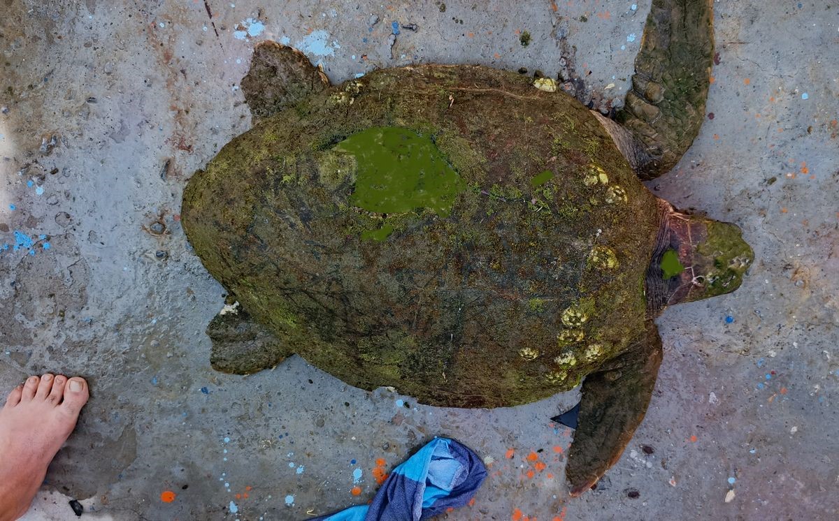 yarali-caretta-caretta-ya-yardim-eli-uzandi