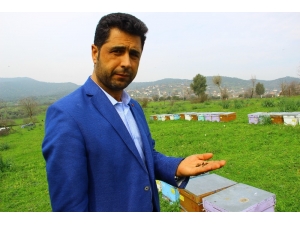Çiftçilerin Duyarsızlığı Milyonlarca Arıyı Telef Etti