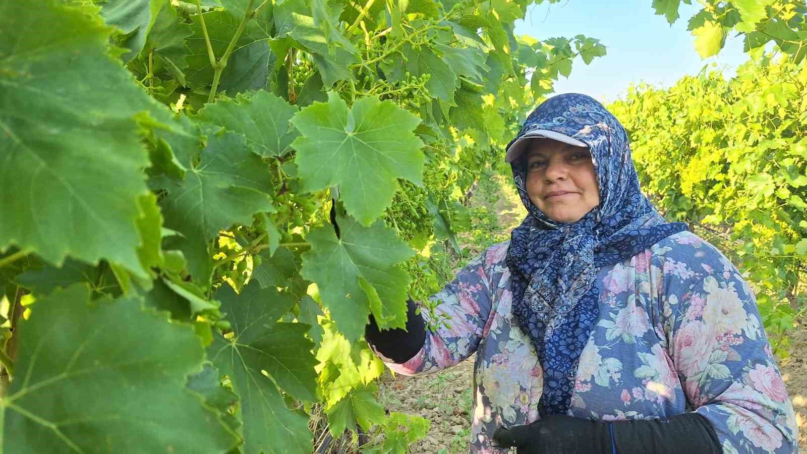sarigol-de-uzum-baglarinda-imece-mesaisi