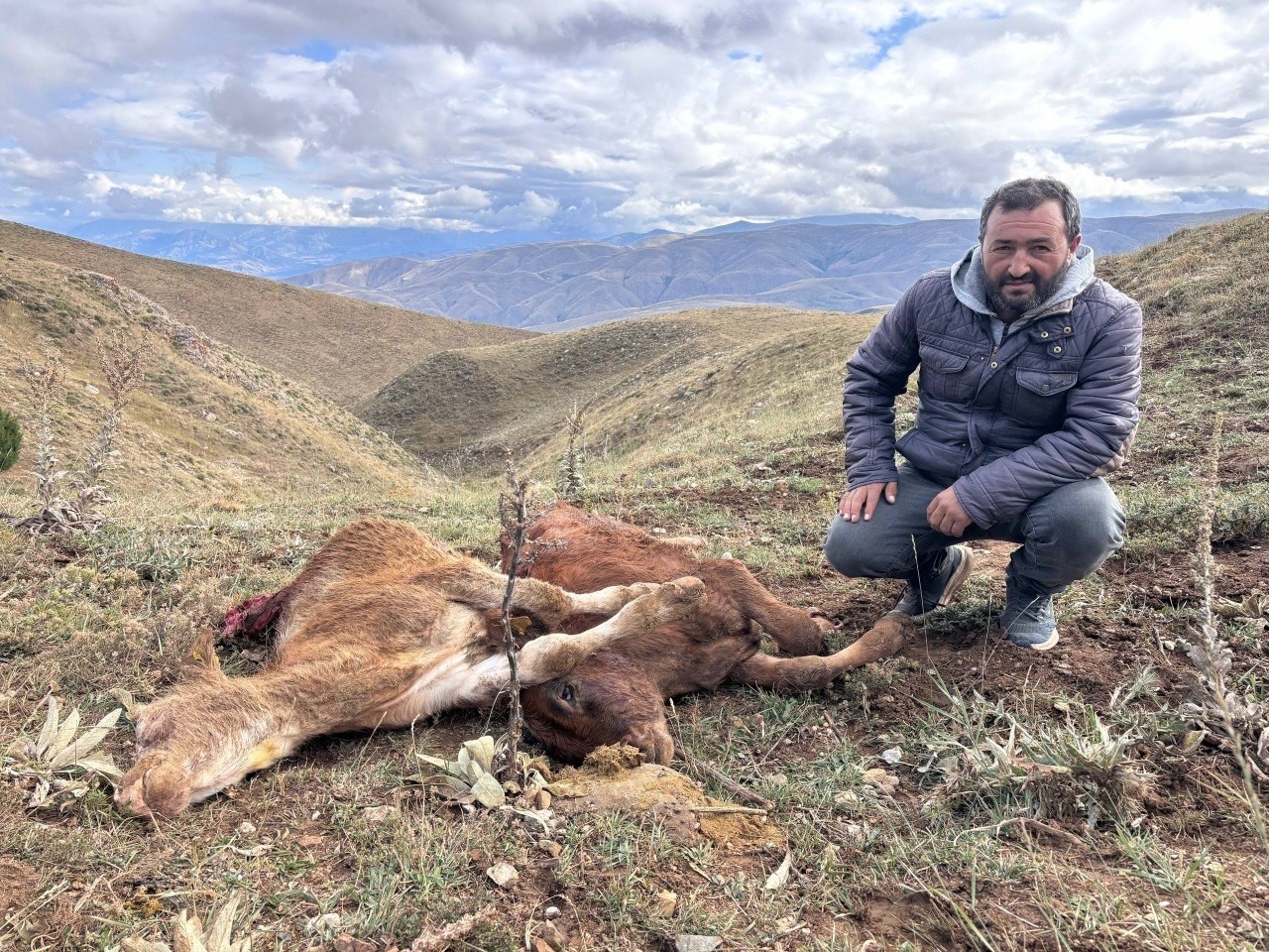 erzincan-da-ayi-saldirisinda-2-buzagi-telef-oldu
