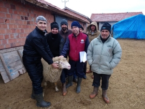 Yetiştiricilere Küçükbaş Hayvan Dağıtımı Yapıldı