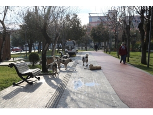 Başıboş Köpekler Korku Salıyor
