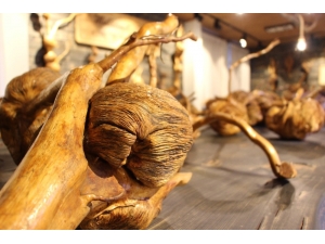 Ağaçların ‘Yeraltı Dünyası’ Müze Oldu