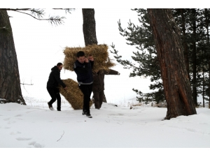 Aras Edaş Ekipleri Yaban Hayvanları İçin Doğaya Yem Bıraktı