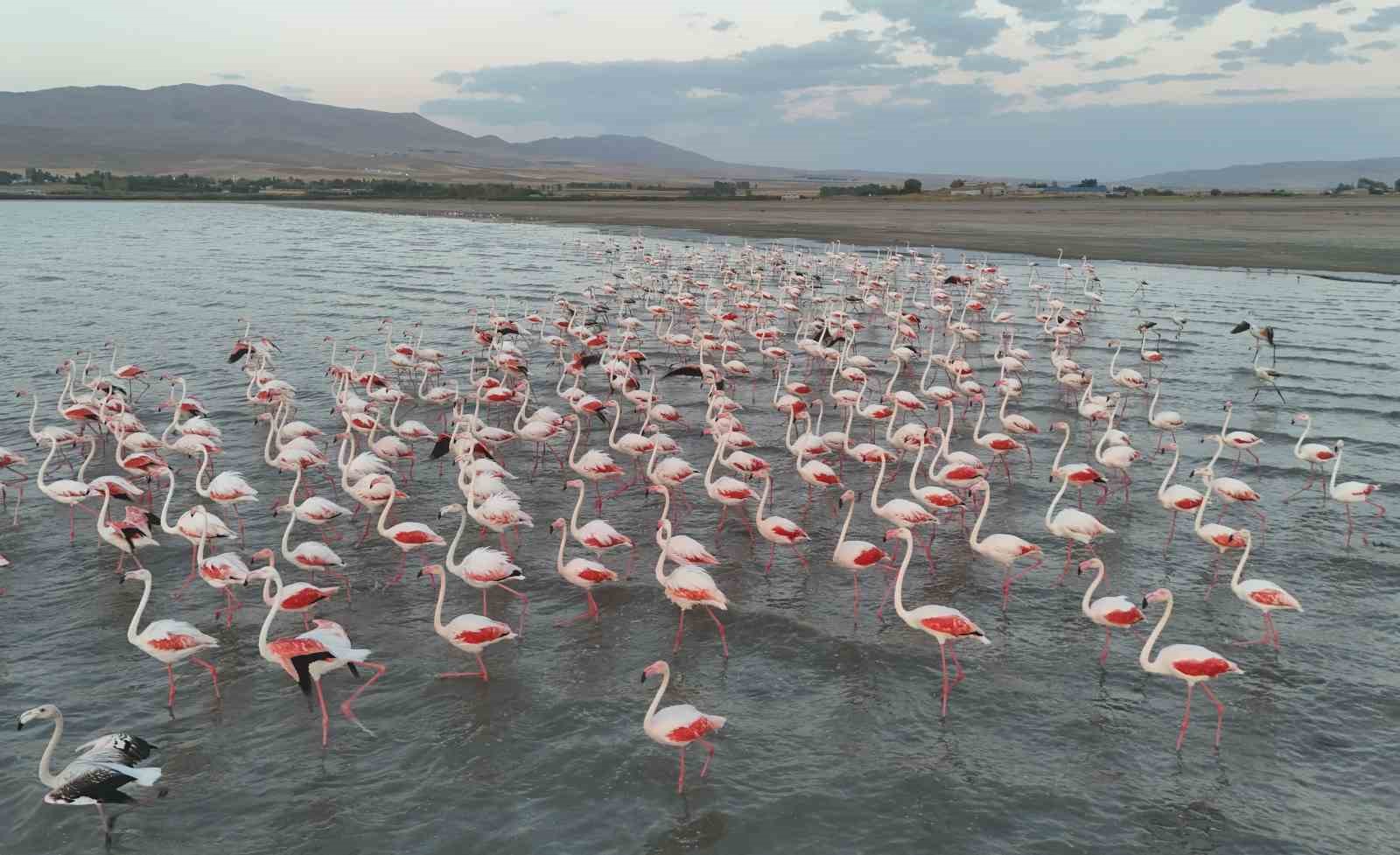gecikmeli-gelen-flamingolar-ercek-golu-nu-renklendirdi