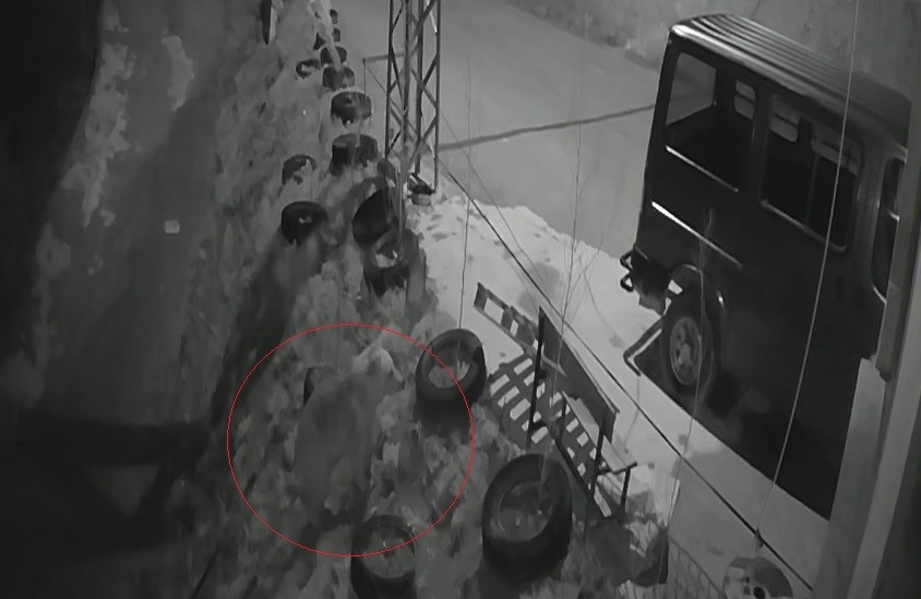 bayburt-ta-koye-inen-ac-ayi-kurdun-tavsani-kovaladigi-noktada-yiyecek-aradi
