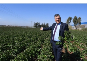 Patates Üreticilerini Don Vurdu