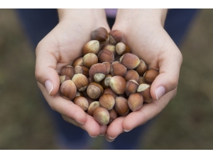 Ferrero Fındık’tan Türkiye’ye 150 Milyon Tl Yatırım
