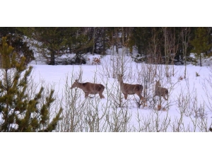 Kızıl Geyikler Giresun Kırsalına Uyum Sağladı