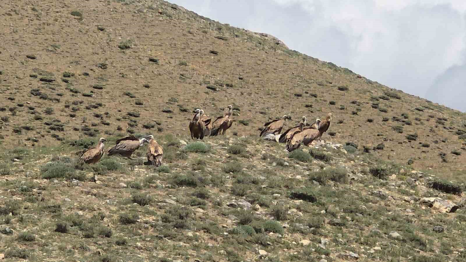 van-da-suru-halinde-gorulen-kizil-akbabalar-dogaseverleri-heyecanlandirdi