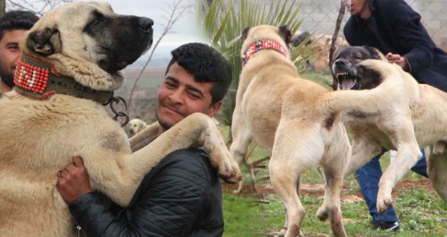 Kurtboğan Cinsi Çoban Köpekleri, Otomobil Fiyatına Satılıyor