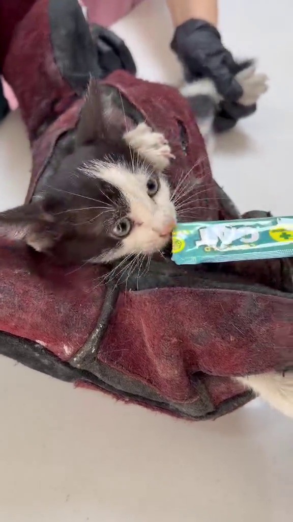 kurtardigi-kedi-aracinin-motoruna-girdi