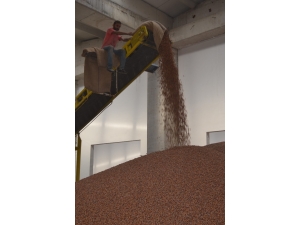 Fındıktan 6 Ayda Yaklaşık 1 Milyar Dolarlık Gelir