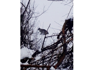 Şırnak’ta Nesli Tükenmekte Olan Vaşak Görüntülendi