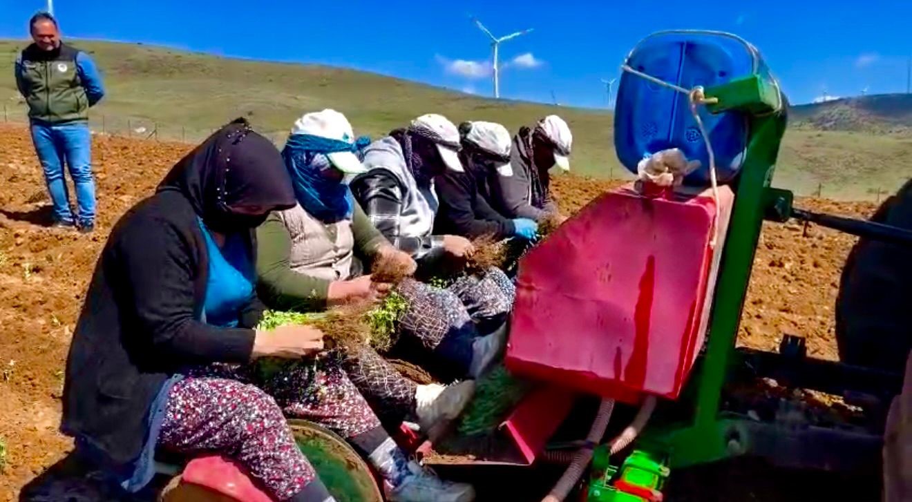 yillardir-atil-durumda-olan-tarim-arazilerine-kekik-ekimine-baslandi