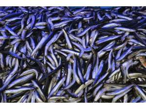 En Fazla Hamsi İhracatı Fransa’ya