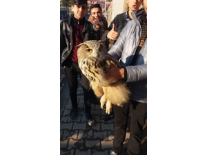 Çocuklar, Yaralı Buldukları Baykuşu Besledi