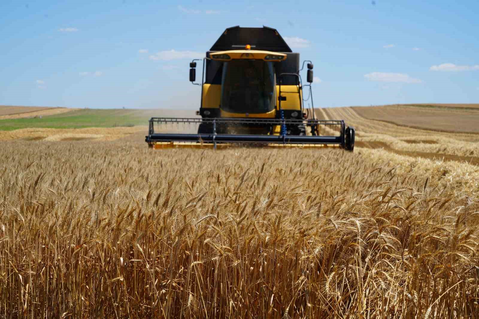 edirne-de-bugday-hasadi-ciftcinin-yuzunu-gulduruyor