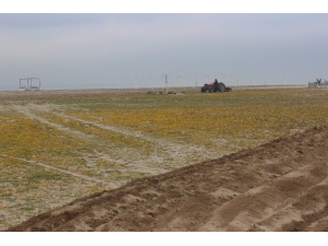 Burhaniye’de Plajlar Yaza Hazırlanıyor