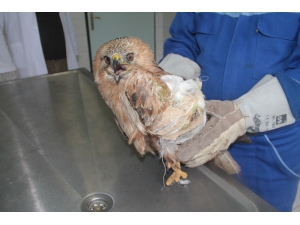 Saçmaların Hedefi Olan "Şahin" Tedavi Altına Alındı