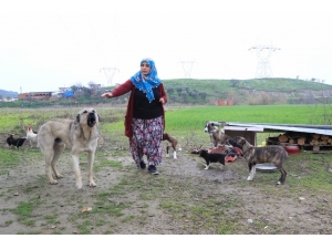 Kadın Üretici, Çakırbeyli Köy Pazarı’nda Kazandığı Parayla Evini Yaptı