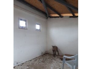 Tedavi Edilen Yaban Keçisi Doğaya Bırakıldı