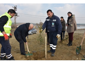 Türkmenli Göleti Havzasına Bin 200 Fidan Dikildi