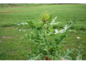 Yeni Bir Bitki Türü Keşfedildi