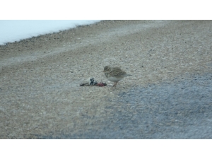 Açlıktan Değil, Araçların Çarpması Soncu Ölüyorlar