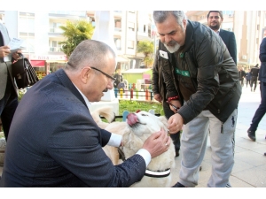 Ak Partili Yılmaz: "Sokak Hayvanlarını Doğal Yaşam Parkına Kavuşturacağız"