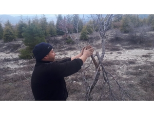 8 Yıldır Yol Kenarındaki Ağaçları Gönüllü Aşılıyor