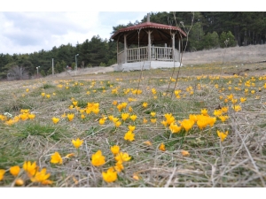 Gölcük Yaylası Sarıya Boyandı