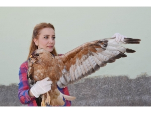 Tunceli’de Yaralı Şahin Tedavi Altına Alındı
