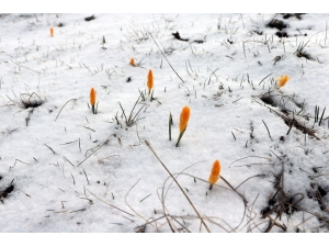 Baharın Müjdecisi Çiğdem Çiçekleri Mart Karı Altında Kaldı