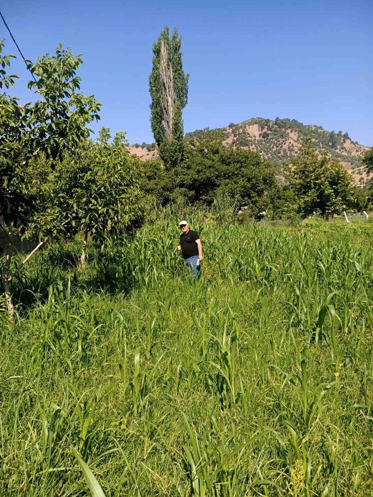 aydin-da-sorgum-otu-ekili-alanlar-kontrol-edildi