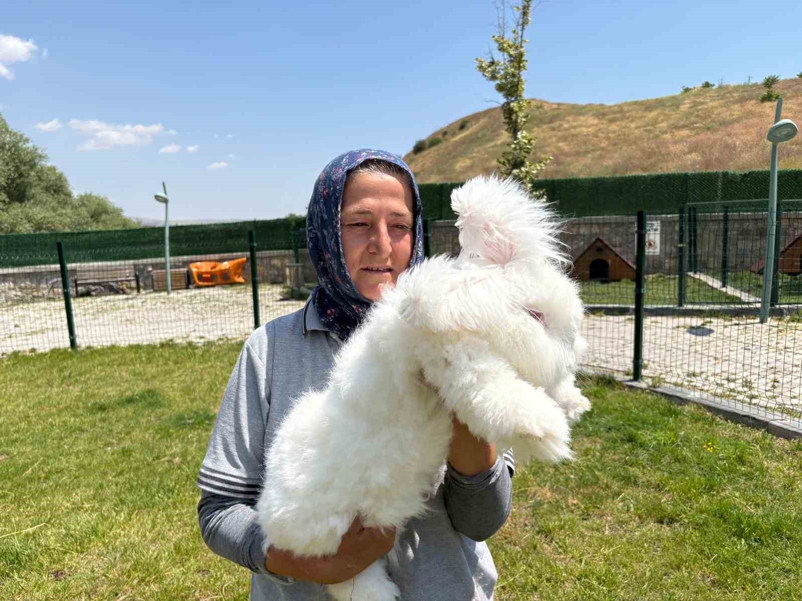 ankara-tavsanlari-yeniden-hayat-buldu-hedef-uretim-ve-kadin-istihdami