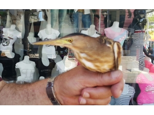 Duyarlı Vatandaşların İhbarı Yaban Kuşlarını Kurtardı