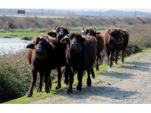 Kızılırmak Deltası’nda Manda Hazırlığı