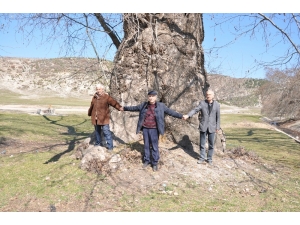 700 Yaşındaki Çınar Yıllara Meydan Okuyor