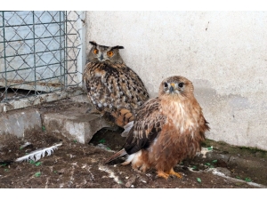 Kızıl Şahin Ve Puhu Kuşuna Yardım Eli