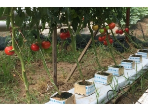 Ziraat Teknikeri Topraksız Tarım Uygulaması İle Domates Ve Marul Yetiştirdi