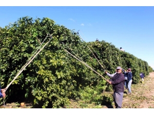 Doğan: "Doğru Budamayla Ürün Kalitesi Ve Verimi Artar"