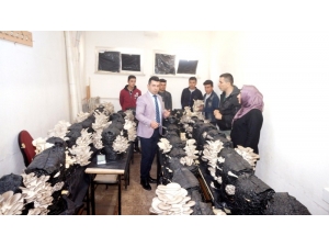 Liseli Öğrencilerin Yetiştirdiği İstiridye Mantarları Yok Satıyor