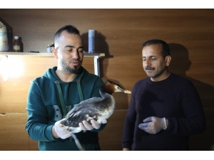 Ayağında Apse Oluşan Yaban Ördeği Tedavi Altına Alındı